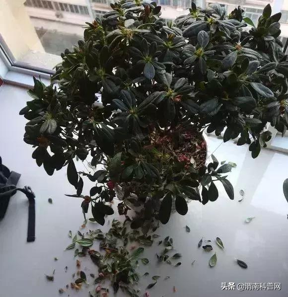 妞嶇墿鍡栧棖闀跨垎鐩嗕笉榛勫彾,鍏绘鐗╀竴涓槦鏈熶笉姝荤殑绉樻柟