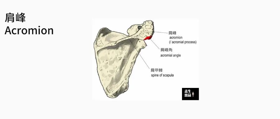 肩关节与肩胛骨的结构图,肩胛骨深层肌肉解剖图
