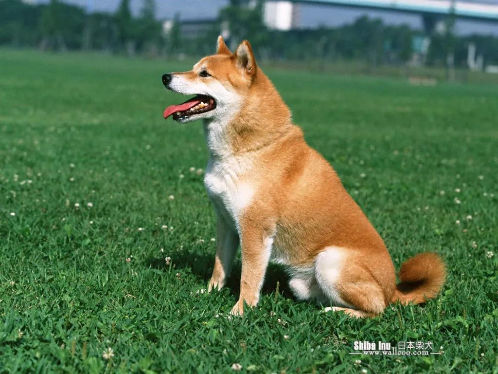 哪些狗狗合适新手养小型犬,最合适新手养的狗狗