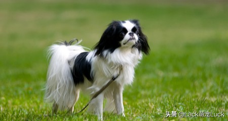 老年人合适养什么小型犬,合适家庭的十大犬种