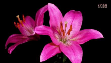 送你百花开放的瞬间动图！简直美呆了！