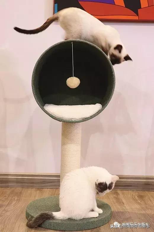 猫主子驾到,猫咪主子驾到