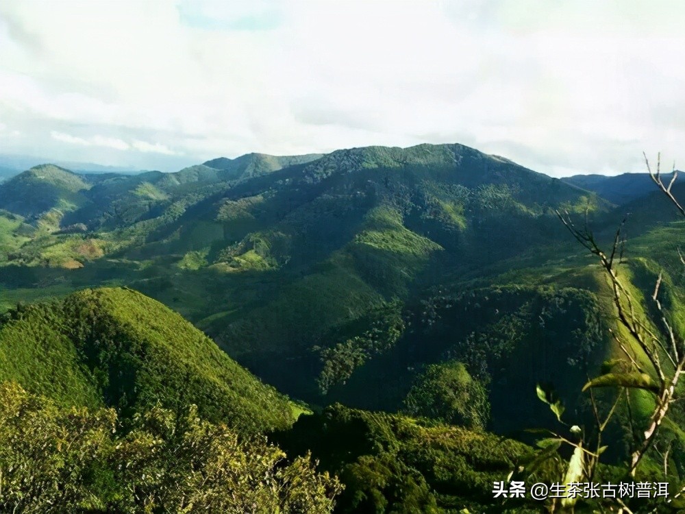 刮风寨普洱茶味道如何？入喉甘甜，口感厚实承重，你喝过吗？