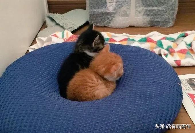 听说给猫起名越贱越好养活,科普给猫起名