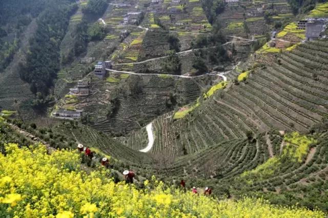 大自然唯美黄山风景摄影,打卡歙县蜈蚣岭高山茶梯田