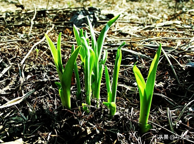 戏说汉字：“我屮艸芔茻”，一句网红吐槽话背后的汉字奇谈