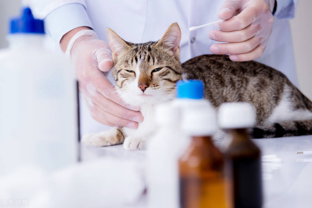 猫咪肠胃不好合适什么猫粮,猫咪放屁很臭是肠胃不好吗