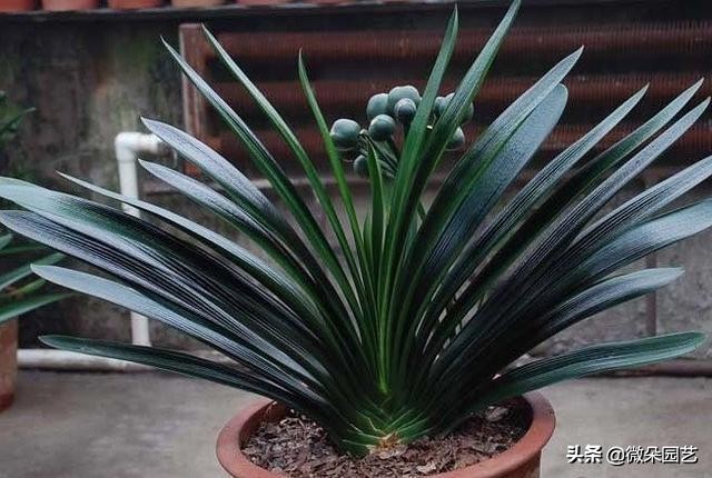 君子兰的叶子长歪了如何矫正,君子兰叶子怎么不让长歪