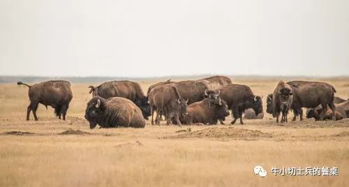 印第安人狩猎美洲野牛,美洲野牛印第安人