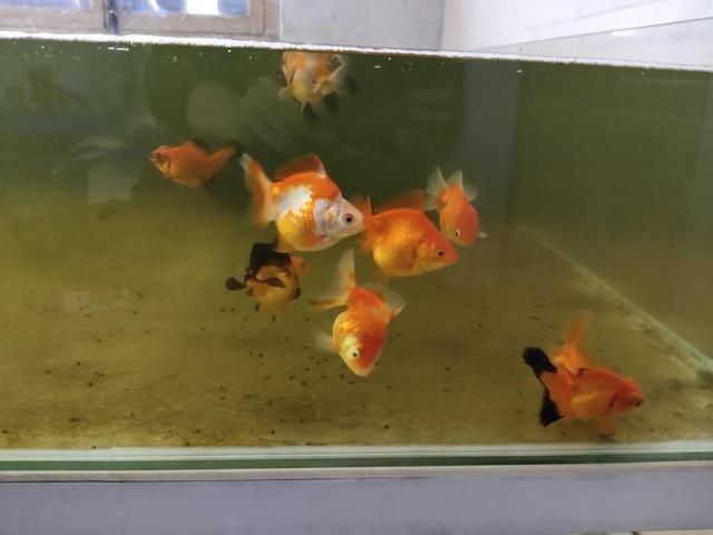 到底哪种小金鱼最好养,小金鱼哪个品种好养