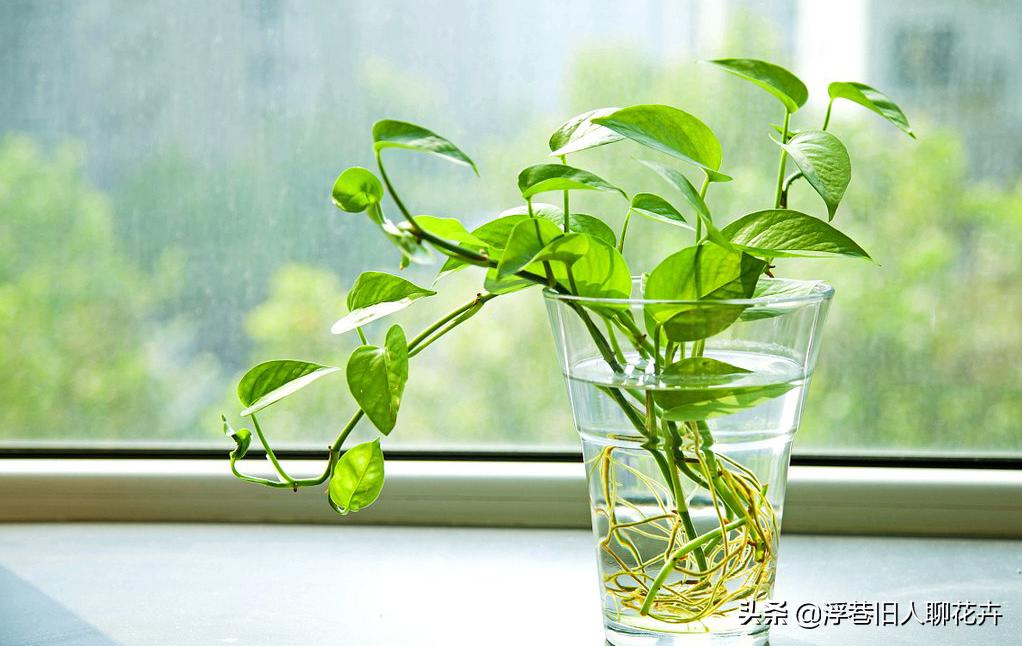 冬天室内绿萝经常出现黄叶怎么办,冬天绿萝浇水多了怎么拯救