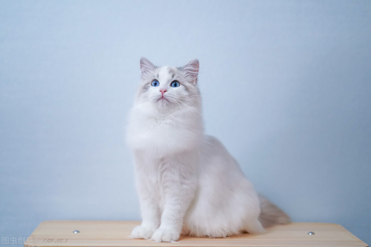 爸爸养猫劝退指南,养猫劝退指南之翻垃圾桶