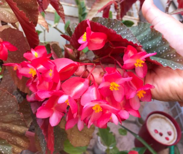 竹节海棠花期叶子太密怎么处理,竹节海棠开花少怎么回事