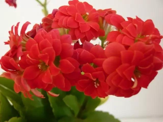 自己养的花不开花怎么回事,为什么我养的花不开花