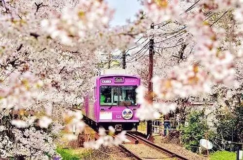 【酷游纪】日本最浪漫“樱花季”，粉红秘境遇见最美的＂樱吹雪＂