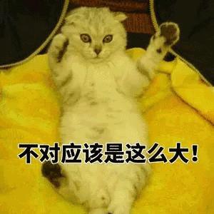 猫粮黄曲霉素中毒,猫吃了毒猫粮慢性中毒