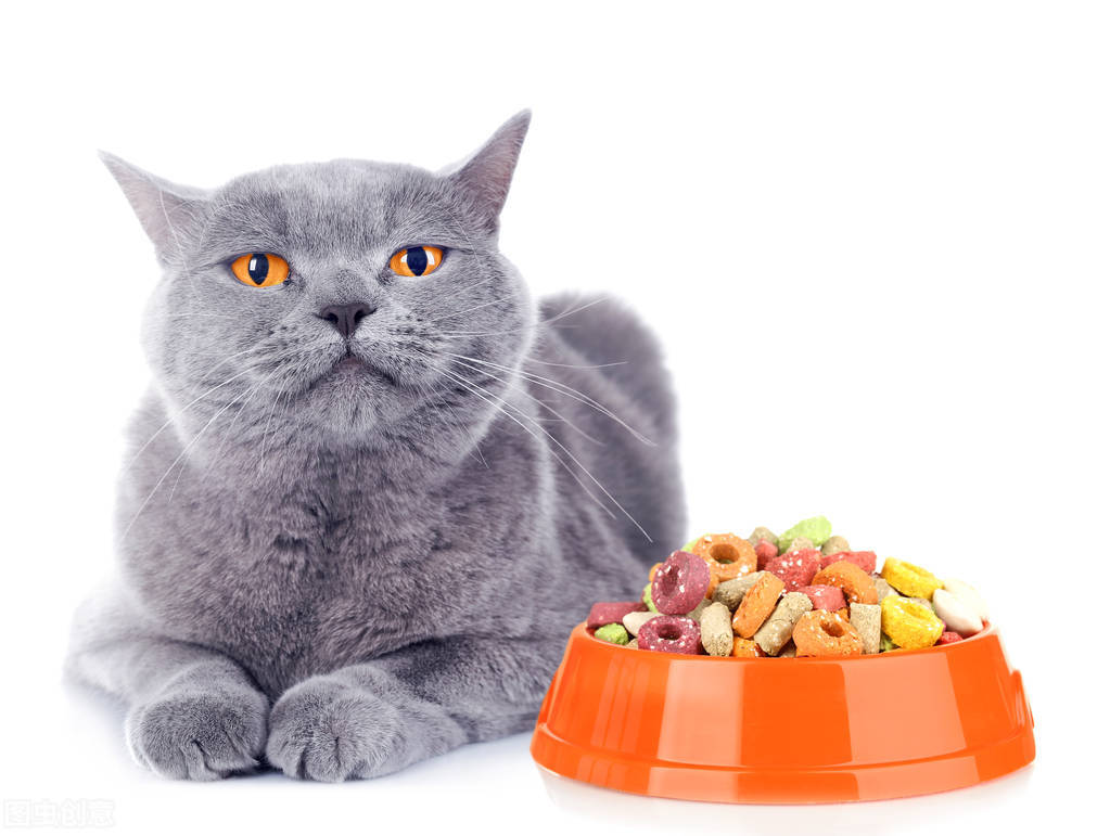 猫舍猫咪突然又拉又吐怎么回事,养猫日记猫咪又吐又拉怎么回事