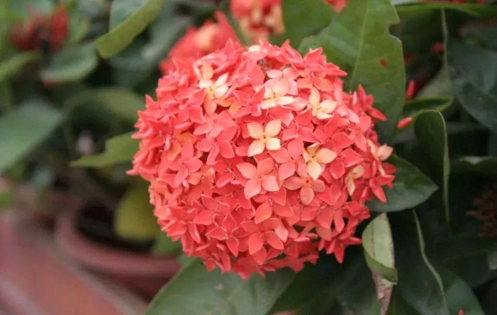 世界各国国花有哪些,各国的市花和国花有什么