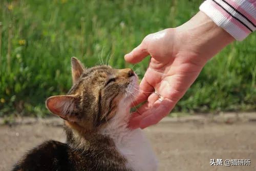 猫咪眼屎变多、咳嗽流鼻涕？别忽视了“嫌犯”支原体