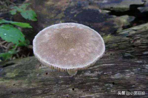 种蘑菇的利润与告捷率,种蘑菇投资大吗