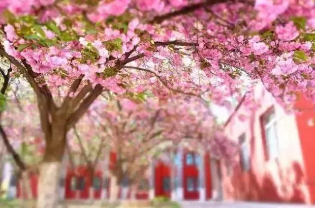 天津赏花好玩的公园,天津东丽湖哪里能够赏花