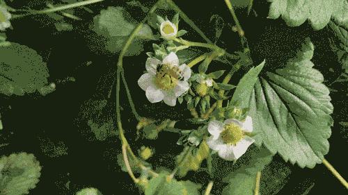 蜜蜂弱小蜂群如何快速发展,弱小的蜜蜂