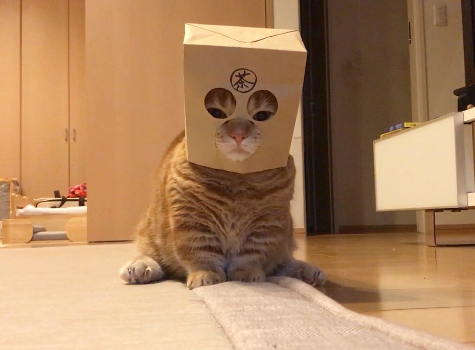猫有弱智吗,猫有智商吗搞笑视频