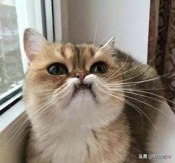 喷墨机为何突然对猫下此毒手？