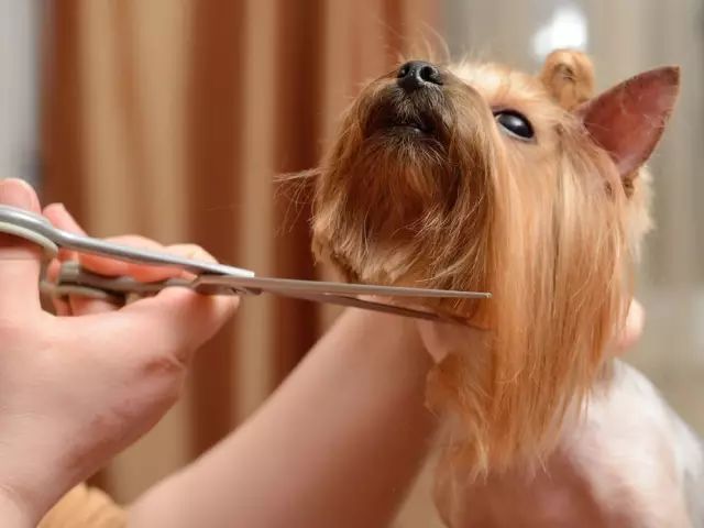狗狗冬天的毛最少能够留多长,狗狗冬天掉水里了怎么办