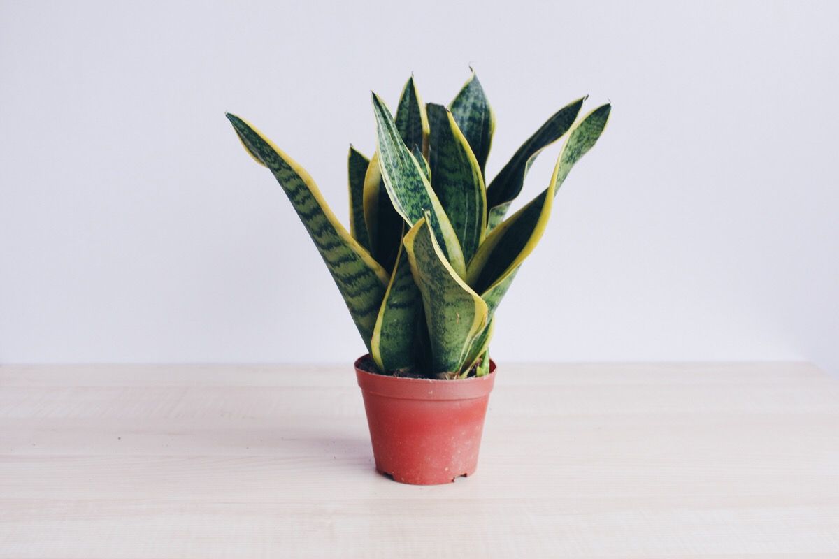 比绿萝还好养除甲醛的植物,十八种除甲醛的植物有哪些