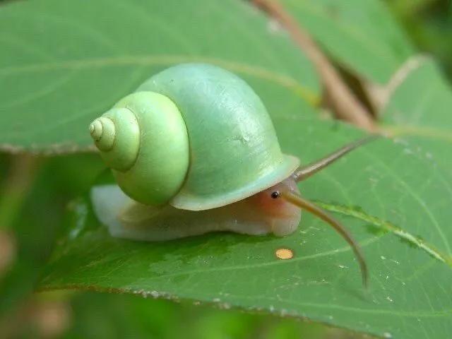 青山蜗牛：超可爱！我见青山多妩媚，料青山见我应如是。