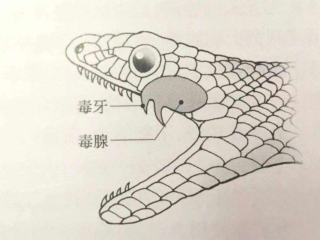 蛇最怕什么真的不是雄黄粉,蛇最怕竹子是真的吗
