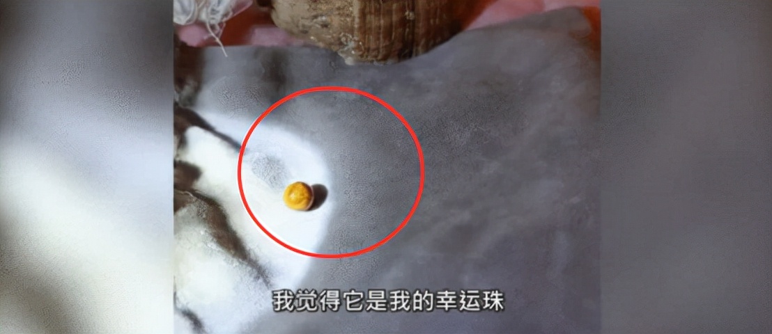 女子吃出的海螺珠值多少钱,吃出海螺珠价值1000万