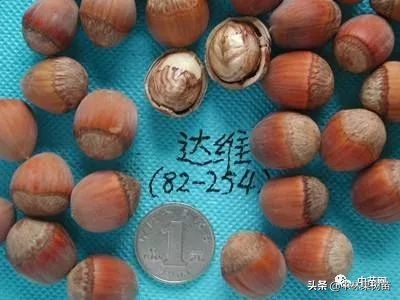 平欧大果榛子价格,平欧大果榛子栽培基地