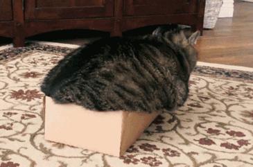 猫是一种液体吗看完长知识了,猫是液体猫咪吗