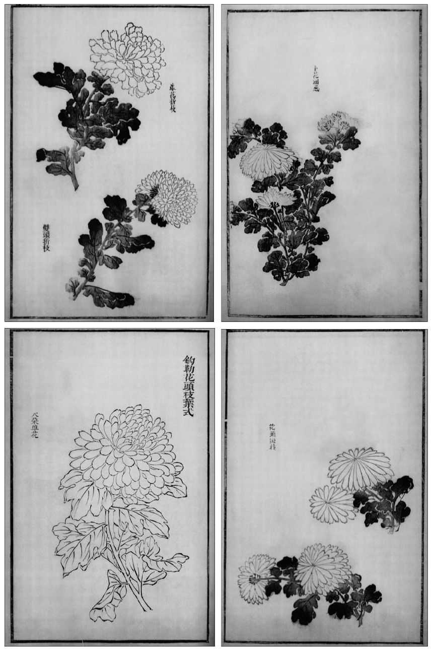国画菊花的简单画法步骤图片,国画入门零基础自学画菊花