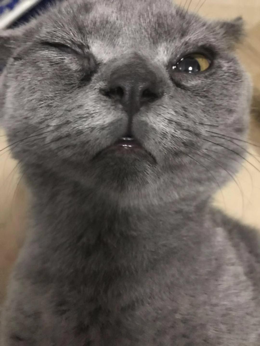 猫咪打喷嚏流鼻涕眼屎怎么治疗,猫咪打喷嚏流的鼻涕有硬芯