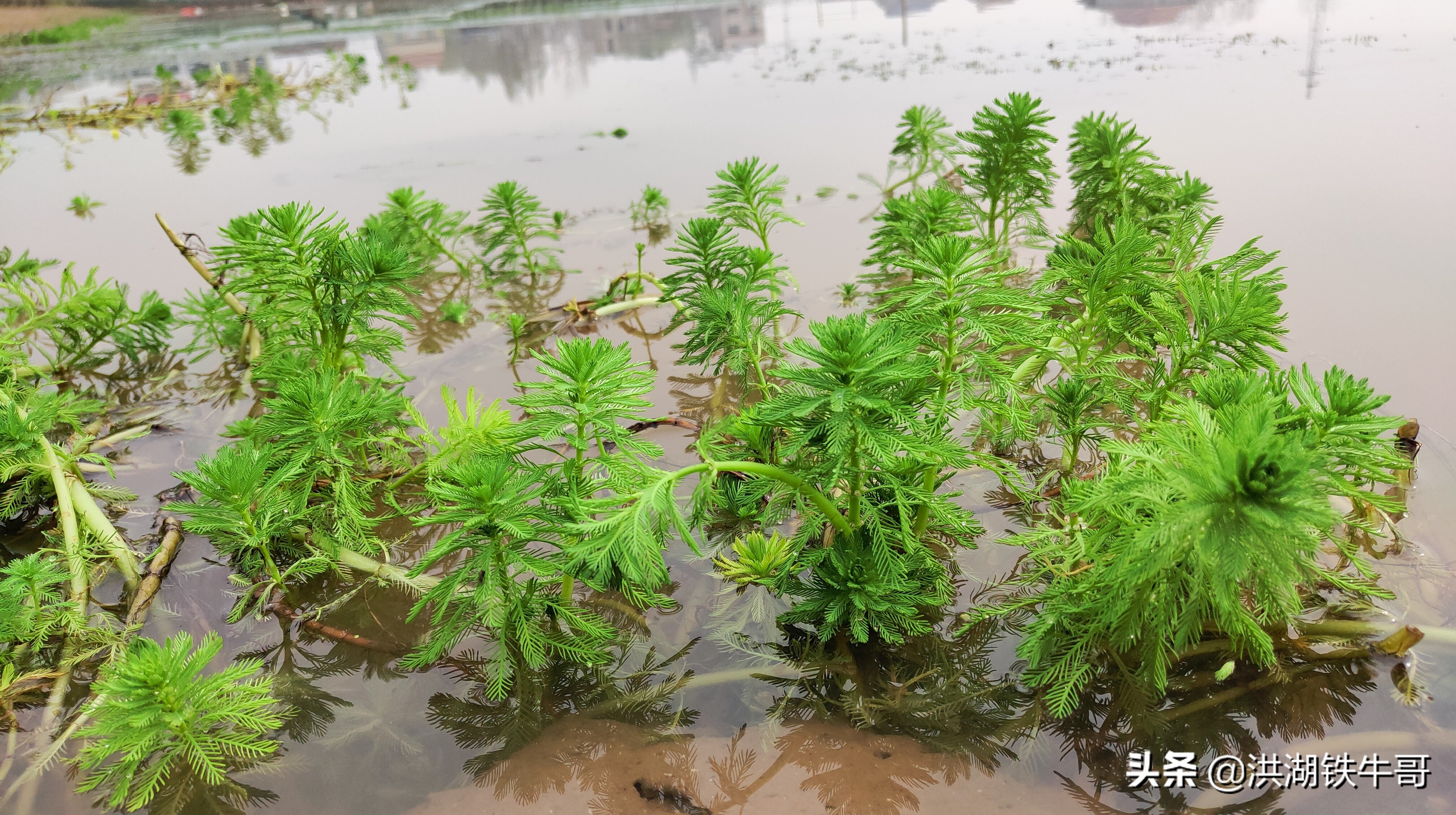 今年养螃蟹的能赚钱吗,养殖螃蟹未来行情怎么样