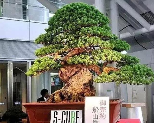 世界上最高贵最漂亮的花,世界上最名贵的花