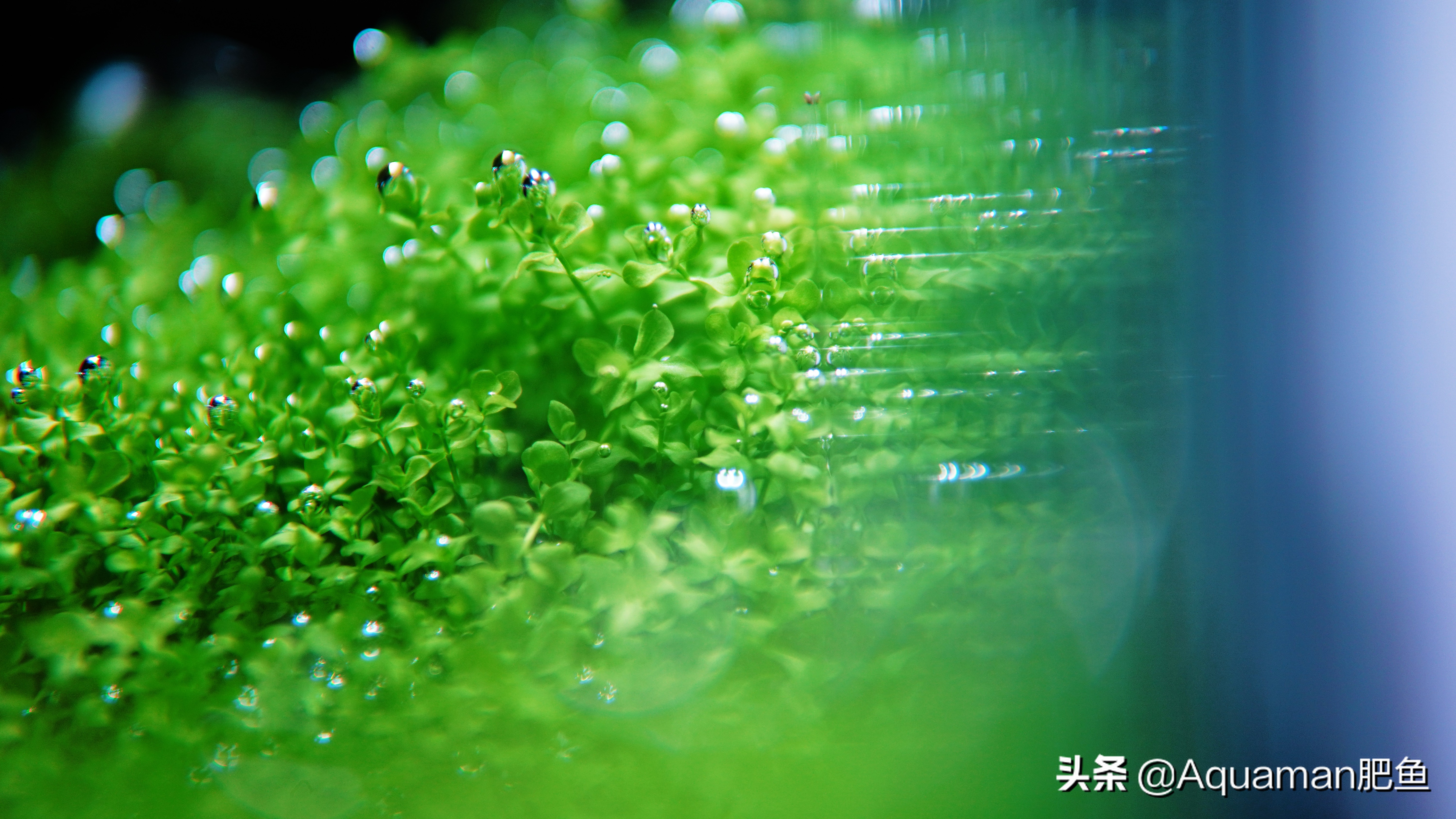 怎么低成本做个鱼缸,不用二氧化碳低成本的水草缸