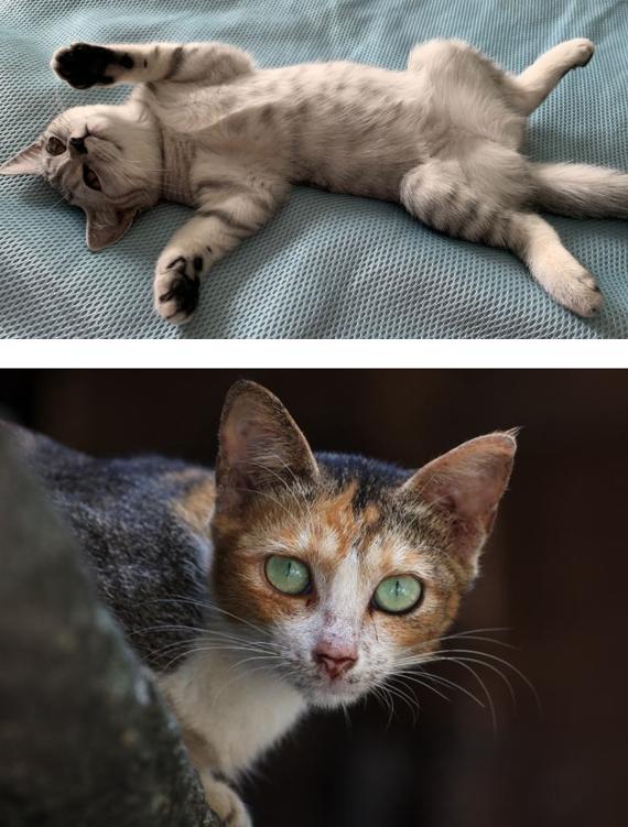 为什么要打完疫苗才能给宠物绝育,为什么这么多人都想给宠物做绝育