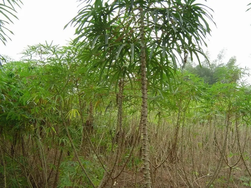 客家木薯粉块怎么吃,木薯粉怎么做出好吃的糖糕