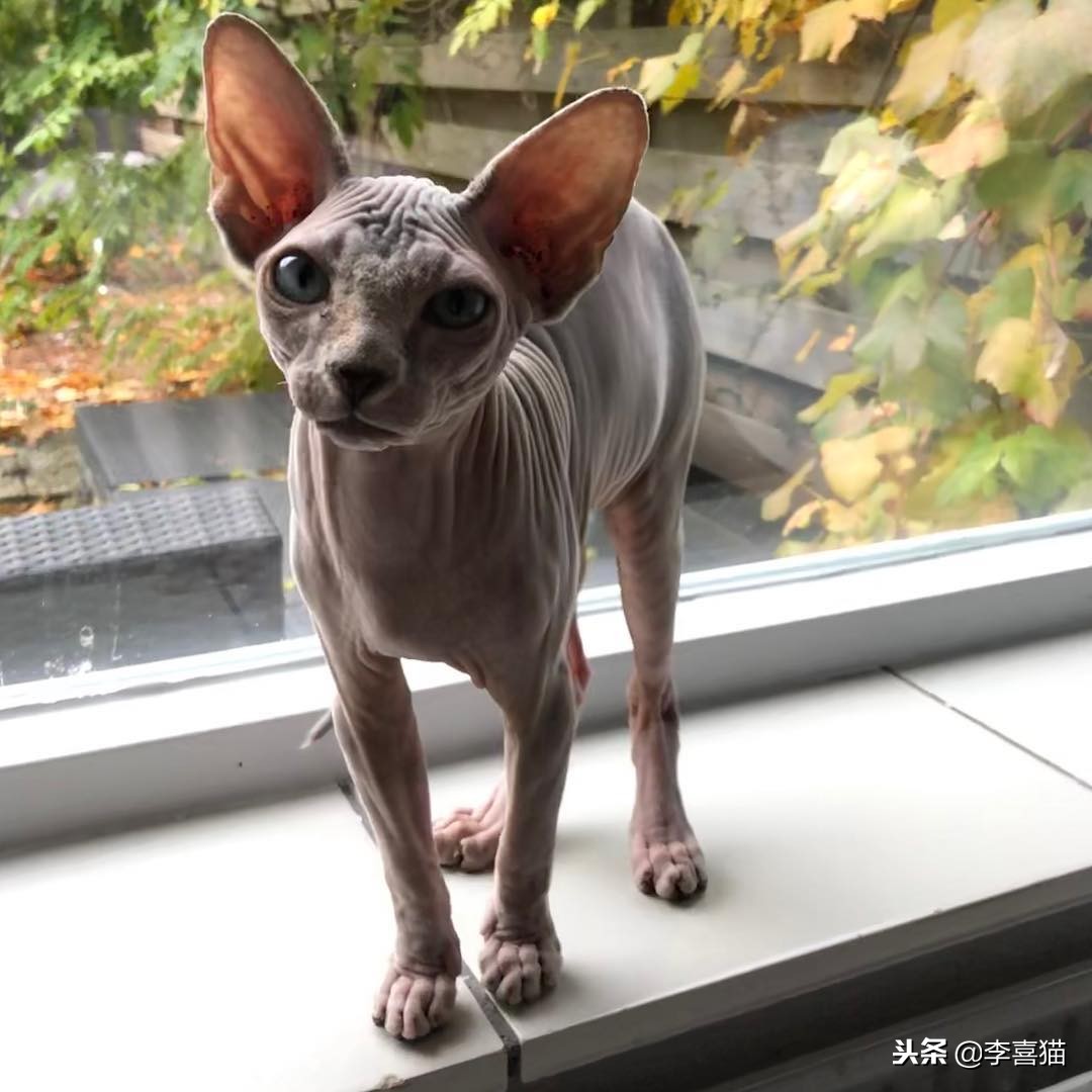 各种猫咪不同的外表和性格,不同品种的猫咪特点
