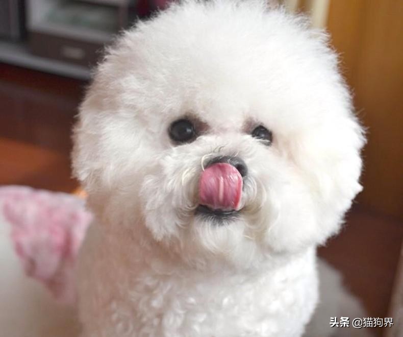狗狗不好好吃饭的原因有哪些,小狗狗一星期不吃粮是为什么