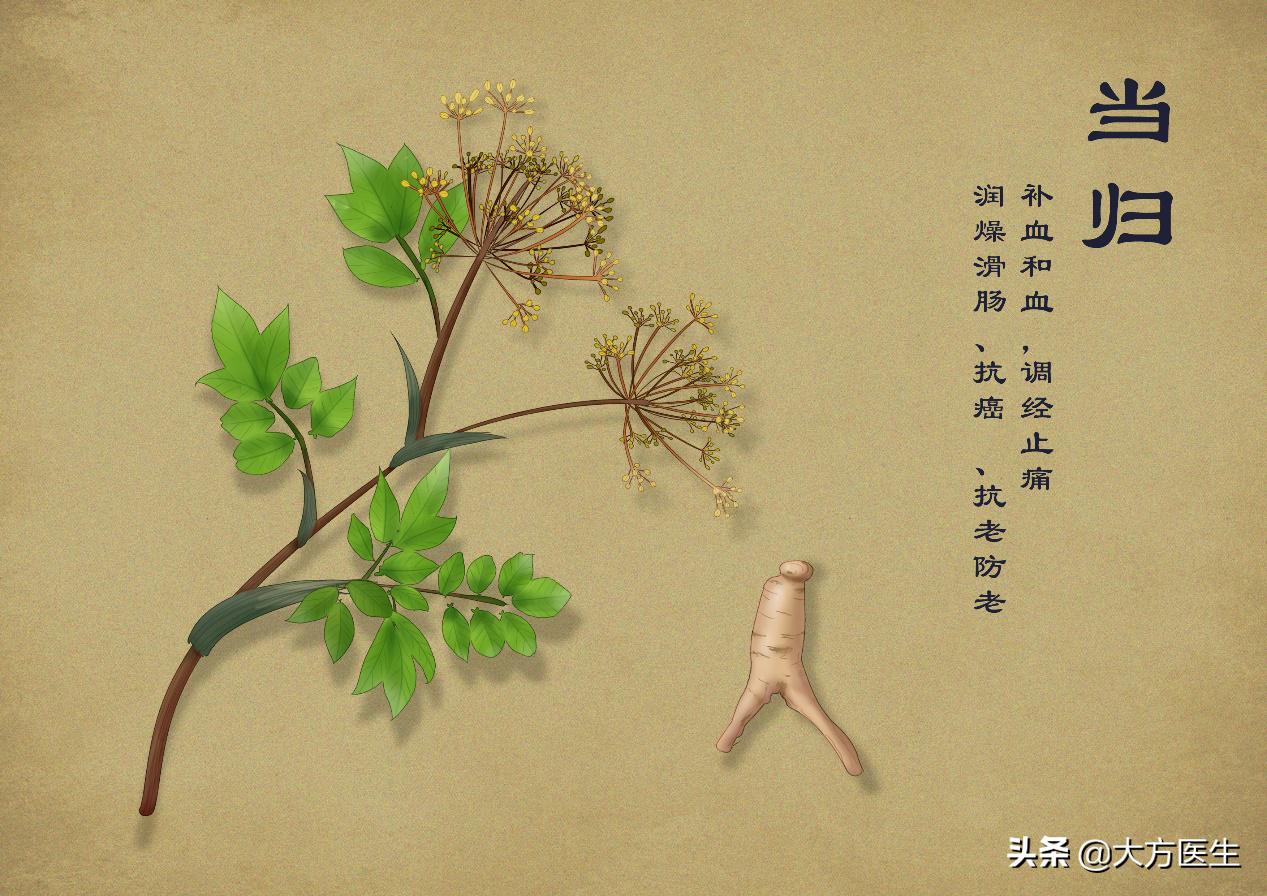 当归叶养生,当归叶合适什么人吃