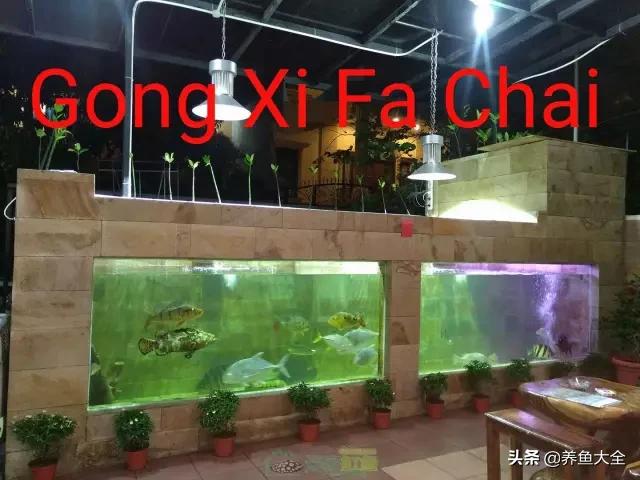 什么鲨鱼能和虎一起混养,泰国虎鱼和皇冠能够混养吗
