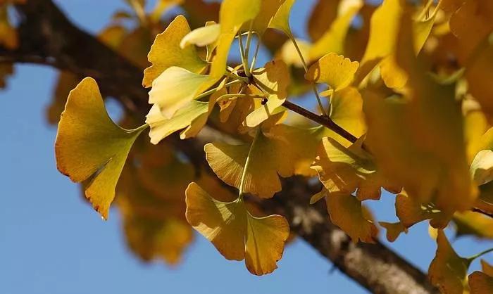 25种常见有毒的花草树木,警惕50种有毒植物
