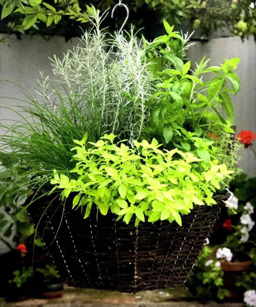 香草种植与养护,香草植物种植5个小贴士