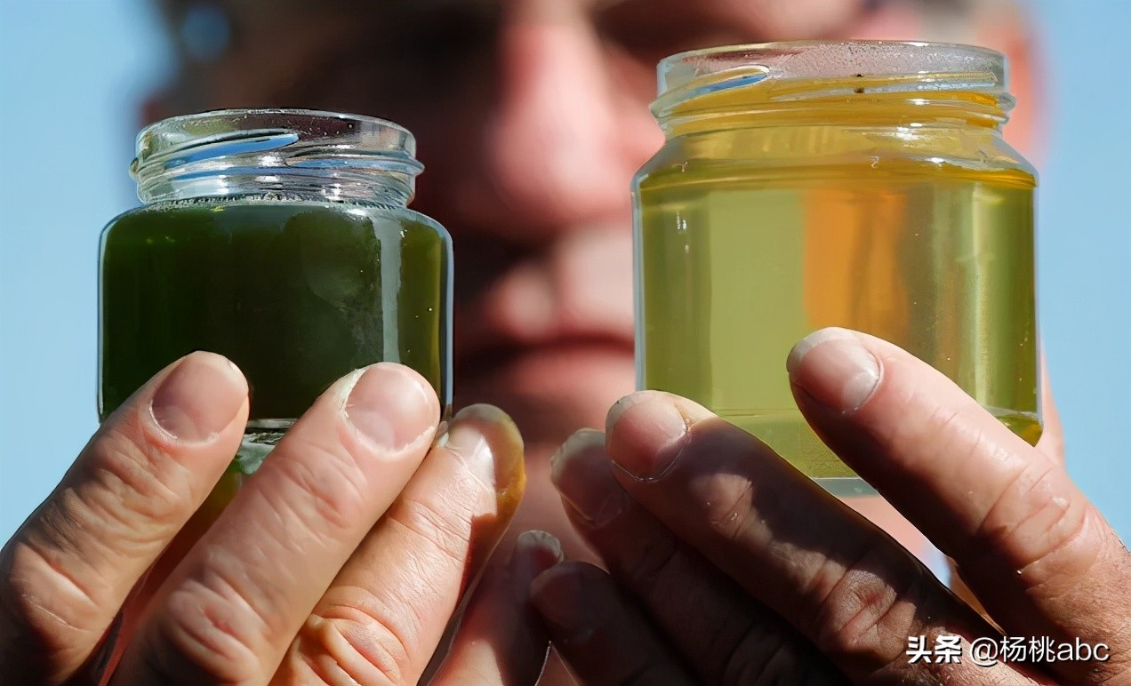 养蜂人发现蓝色蜂蜜,法国蓝色蜂蜜