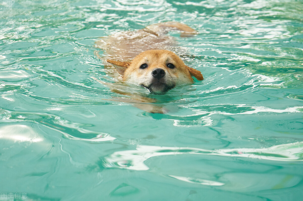 为什么不能养日本柴犬呢,柴犬有什么优点怎么那么呆萌可爱